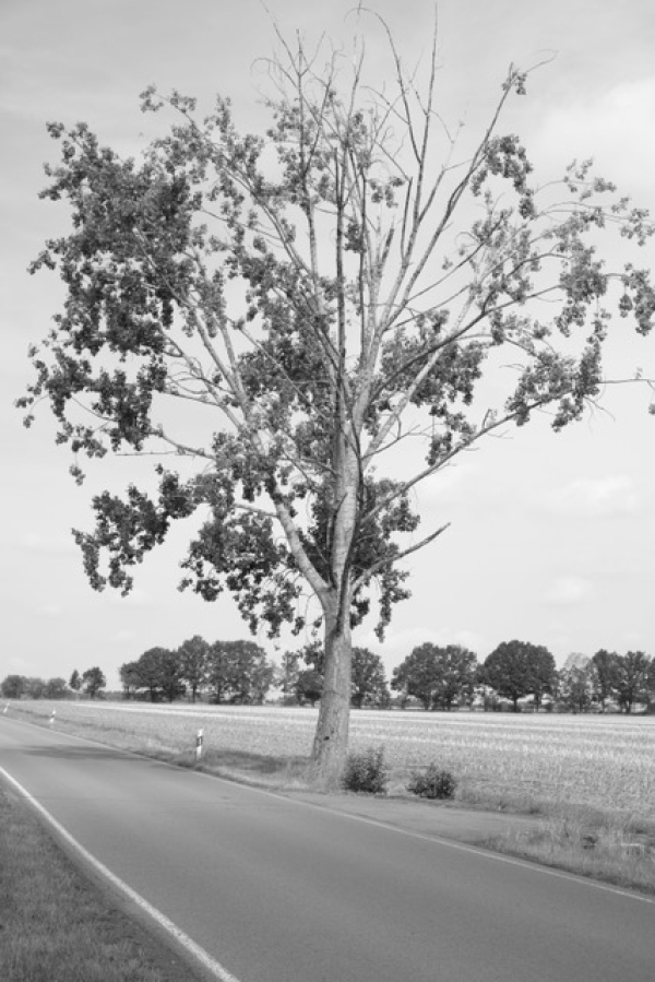 Straße mit einem Baum